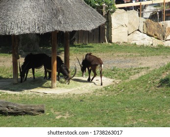 174 Angola cow Images, Stock Photos & Vectors | Shutterstock