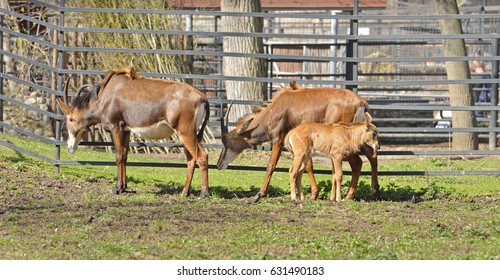 Sable Antelope (Hippotragus Niger). Family With Baby