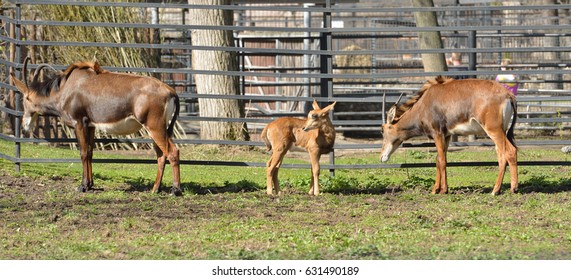 Sable Antelope (Hippotragus Niger). Family With Baby