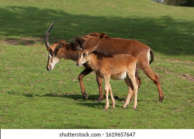 Sable Antelope, Hippotragus Niger, Mother With Calf    