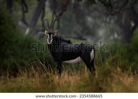 Sable antelope, Hippotragus niger, savanna antelope found in Botswana in Africa. Okavango delta antelope. Detail portrait of antelope, head with big ears and antlers. Wildlife in Africa. 