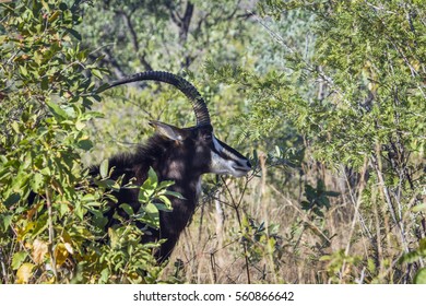 Sable Antelope In Kruger National Park, South Africa ; Specie Hippotragus Niger Family Of Bovidae