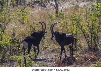 Sable Antelope In Kruger National Park, South Africa ; Specie Hippotragus Niger Family Of Bovidae