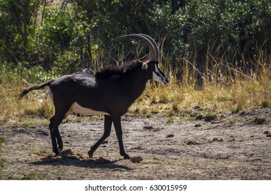 Sable Antelope In Kruger National Park, South Africa ; Specie Hippotragus Niger Family Of Bovidae