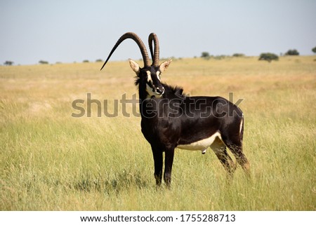 Sable Antelope South Africa.  aka Gentleman of the veld