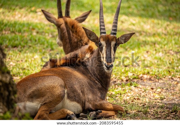 The sable antelope is an antelope which inhabits wooded\
savanna in East and Southern Africa, from the south of Kenya to\
South Africa, with a separate population in Angola. It\'s sexually\
dimorphic. 