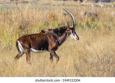 Sable Antelopes (Hippotragus Niger), Okavango Delta, Botswana