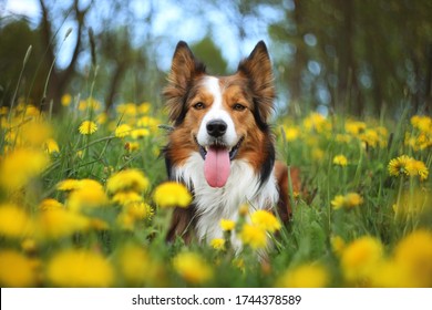 Sable Border Collie Images Stock Photos Vectors Shutterstock