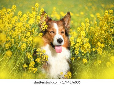 Sable Border Collie Images Stock Photos Vectors Shutterstock