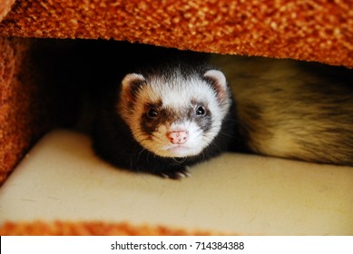 Sable Ferret Hiding Sofa Bed Stock Photo (Edit Now) 714384388