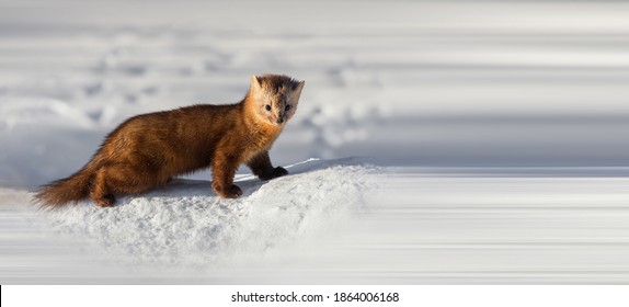 Sable foraging in winter forest