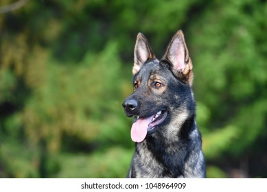 Sable German Shepherd Images Stock Photos Vectors Shutterstock