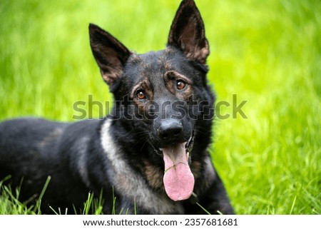 Sable German Shepherd Dog in the Grass
