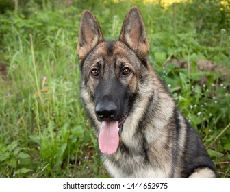 Sable German Shepherd Images Stock Photos Vectors Shutterstock