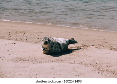Sable Island Seal Basking In The Sun