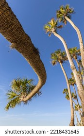 Sable Palm Tree Along Shoreline Of Harney Lake At Sunset, Florida