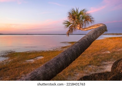 Sable Palm Tree Along Shoreline Of Harney Lake At Sunset, Florida