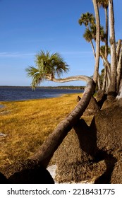 Sable Palm Tree Curving Its Way Along Shoreline Of Harney Lake At Sunset, Florida