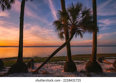 Sable Palm Tree Silhouetted Along Shoreline Of Harney Lake At Sunset, Florida