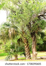 Sable Palm Tree And Smaller Sable