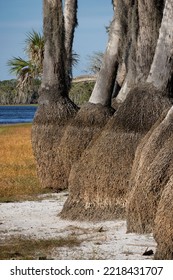 Sable Palm Tree Trunks Along Shoreline Of Harney Lake At Sunset, Florida