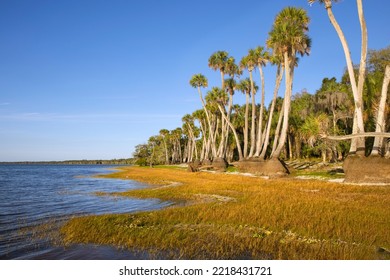 Sable Palm Tree Trunks Along Shoreline Of Harney Lake At Sunset, Florida