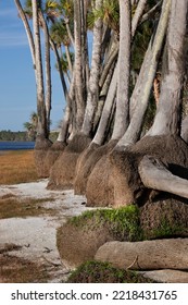 Sable Palm Tree Trunks Along Shoreline Of Harney Lake At Sunset, Florida