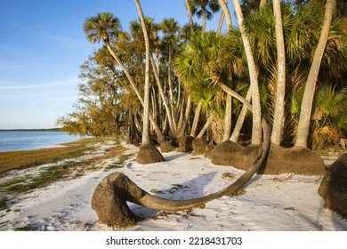 Sable Palm Trees Along Shoreline Of Harney Lake At Sunset, Florida