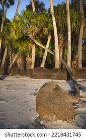 Sable Palm Trees Along Shoreline Of Harney Lake At Sunset, Florida