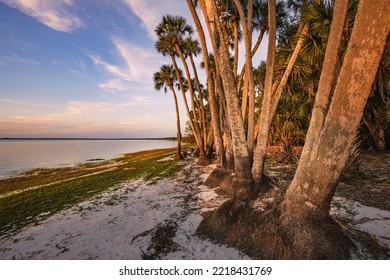 Sable Palm Trees Along Shoreline Of Harney Lake At Sunset, Florida