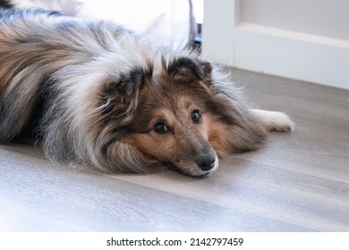 Sable Shetland Sheepdog On Vinyl Laminate Flooring. Pet Friendly Durable And Popular Flooring Choice.