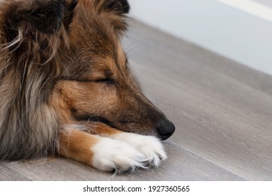 Sable Shetland Sheepdog Sleeping On The Vinyl Floor. Sheltie Dog With Cute White Paws.