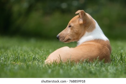 Sable Smooth Collie Puppy