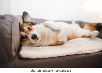 sable welsh corgi pembroke cute dog lying down on a dog sofa, in the apartment, relaxed - Powered by Shutterstock