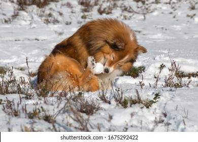 Sable White Beautiful Shetland Sheepdog Winter Portrait With Background Of White Snow. Sweet Cute And Fluffy Little Lassie, Collie, Sheltie Dog Trying To Get Away A Lump Of Snow Ball From The Hind Leg