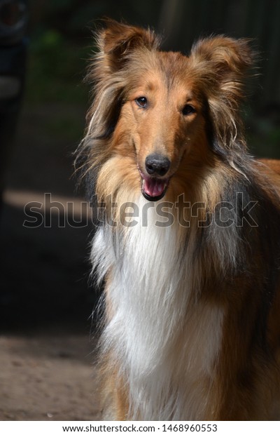 sable and white rough collie