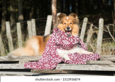 Sable white shetland sheepdogs, sheltie lies outside on sunny autumn day, wearing long patriotic national scarf with Latvian ornament. Attractive little collie, small lassie dog, fan of latvian sport