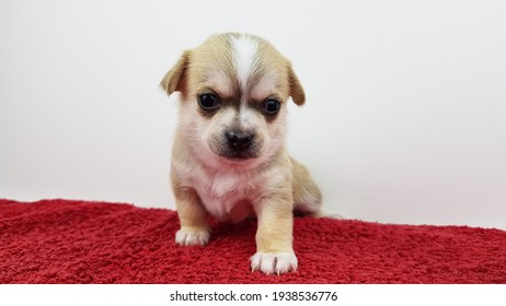 Chihuahua Puppy Old Week Images Stock Photos Vectors Shutterstock