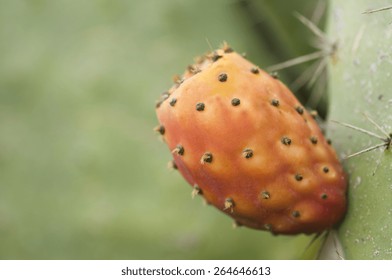 Sabra Cactus, Sabra Fruit