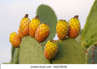 Sabra Cactus Fruit (Opuntia)