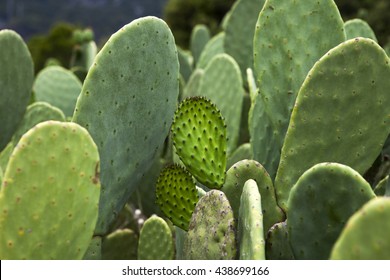 Sabra Cactus Green Leaves