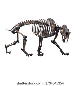 Sabre Cat Skeleton, Smilodon Fatalis Bones Skeleton With White Background