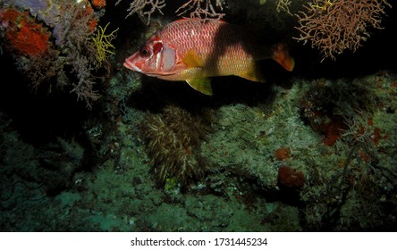 Sabre Squirrelfish In Arabian Sea, Baa Atoll, Maldives, Underwater Photograph