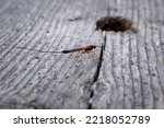 Sabre wasp (Rhyssa Persuasoria) on wooden boardwalk in Finnish forest, close-up.