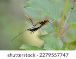 The sabre wasp, scientific name rhyssa persuasoria, taken in Geneva, CH.