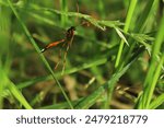 The sabre wasp, scientific name rhyssa persuasoria in flight