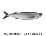 Sabrefish. Alive chekhon chehon fish isolated on white background