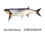 Sabrefish (Pelecus cultratus) from r. Svir, L. Ladoga. Swift fish feeds on zooplankton, fry at night (large eyes,superior mouth), pelagic semi-anadromous fish, rheophil with flat keel body. On whith