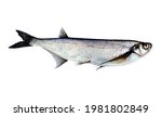 Sabrefish (Pelecus cultratus) from river Svir, Lake Ladoga. Swift fish feeds on zooplankton and fry at night (has large eyes), pelagic semi-anadromous fish, rheophil with flat keel body. On white