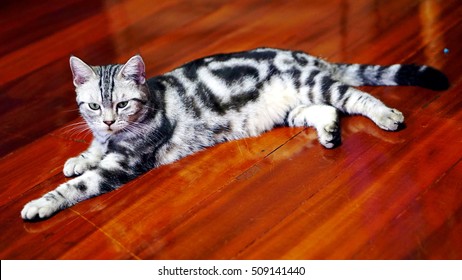 SABSAB, american short hair cat